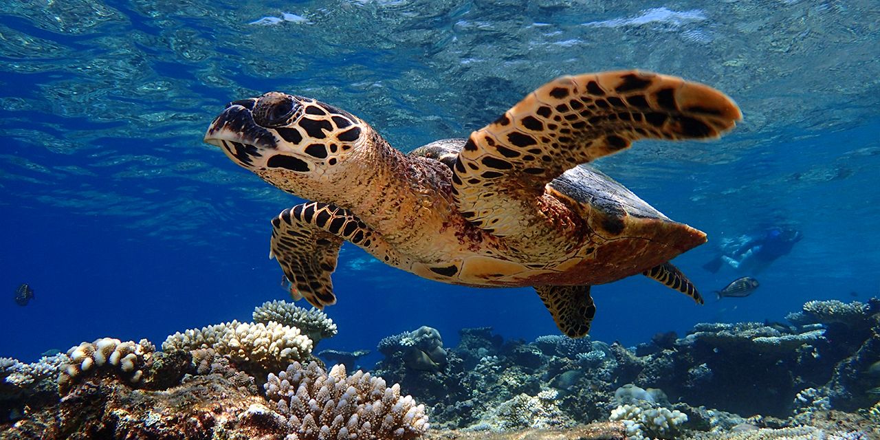 photo of a turtle